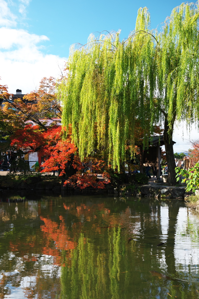 円山公園の柳