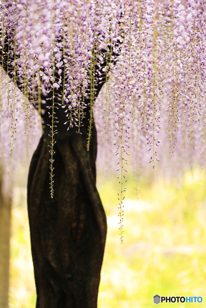 躍る（ダンサー）