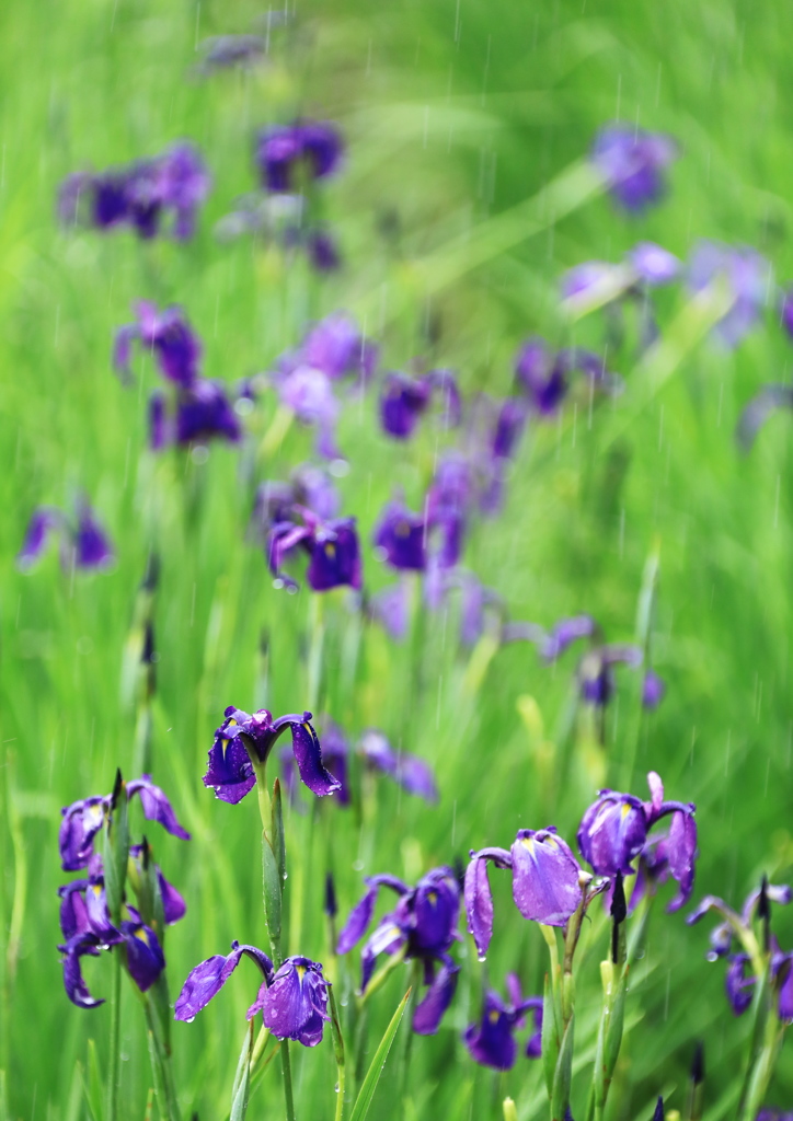 愛の花