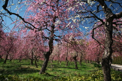 天白農業試験センター