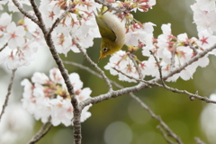 えび反り