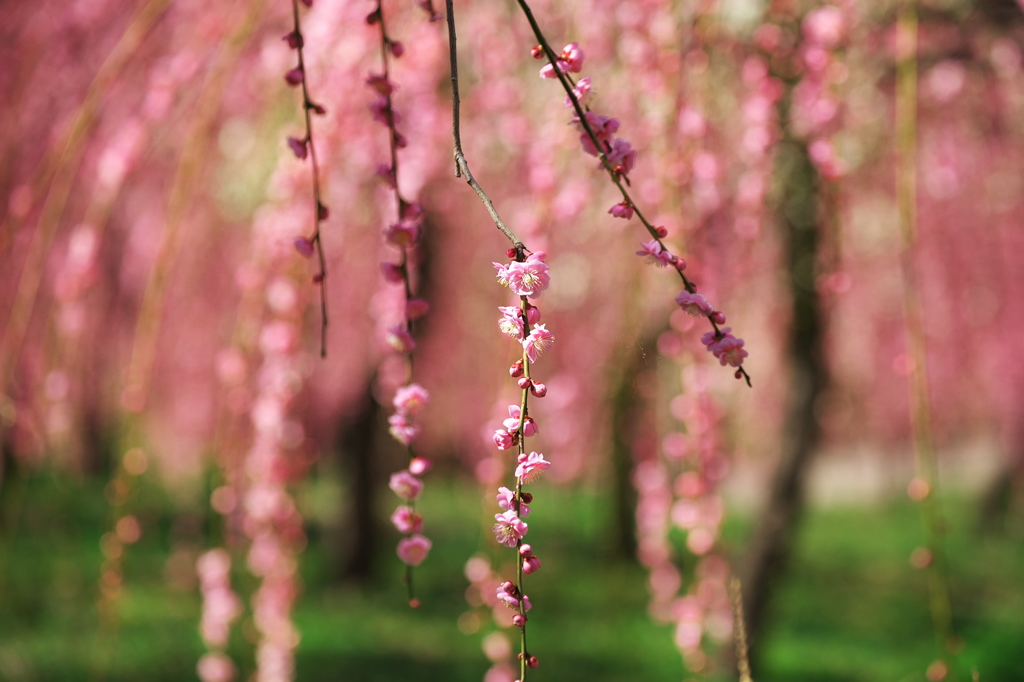 しだれ花