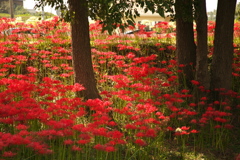 榛の木木陰　