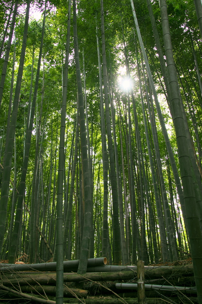 竹林