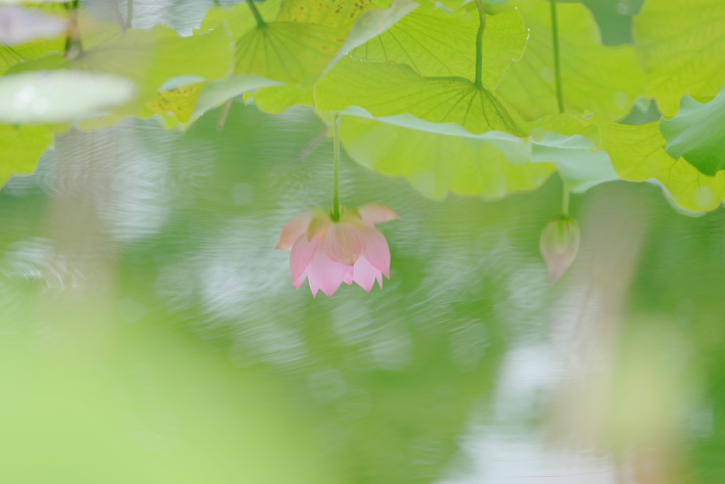 映す