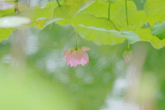 映す
