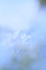 透ける