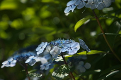 本光寺のあじさい