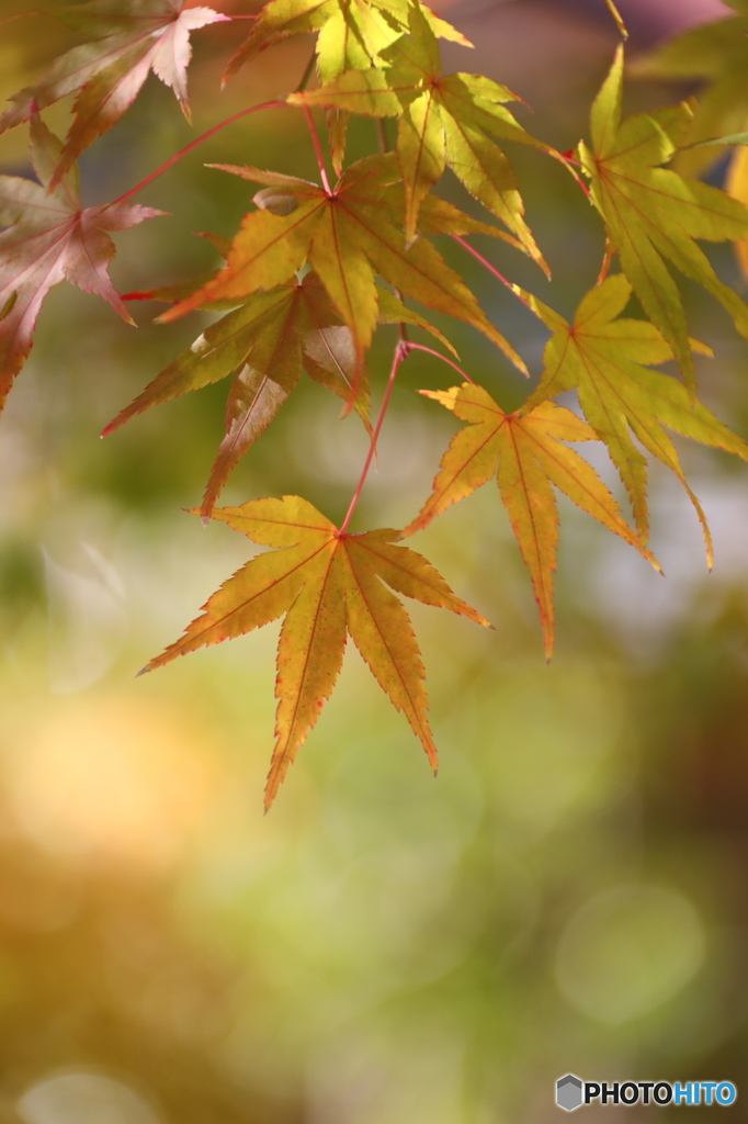 紅葉