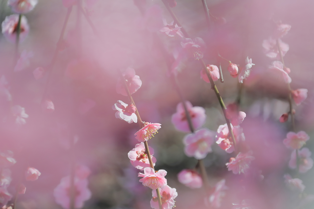 はる