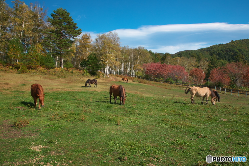 馬肥える秋