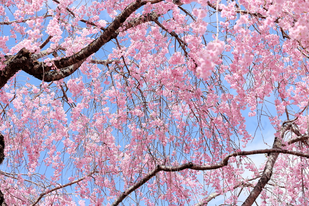 紅枝垂れ桜