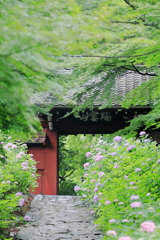 あじさい寺三河本光寺