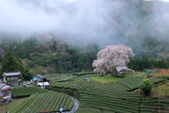 牛代の水目桜