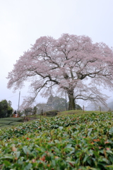 牛代の水目桜