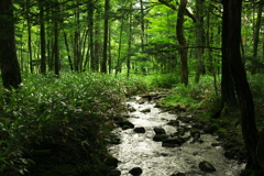 梓川右岸原生林