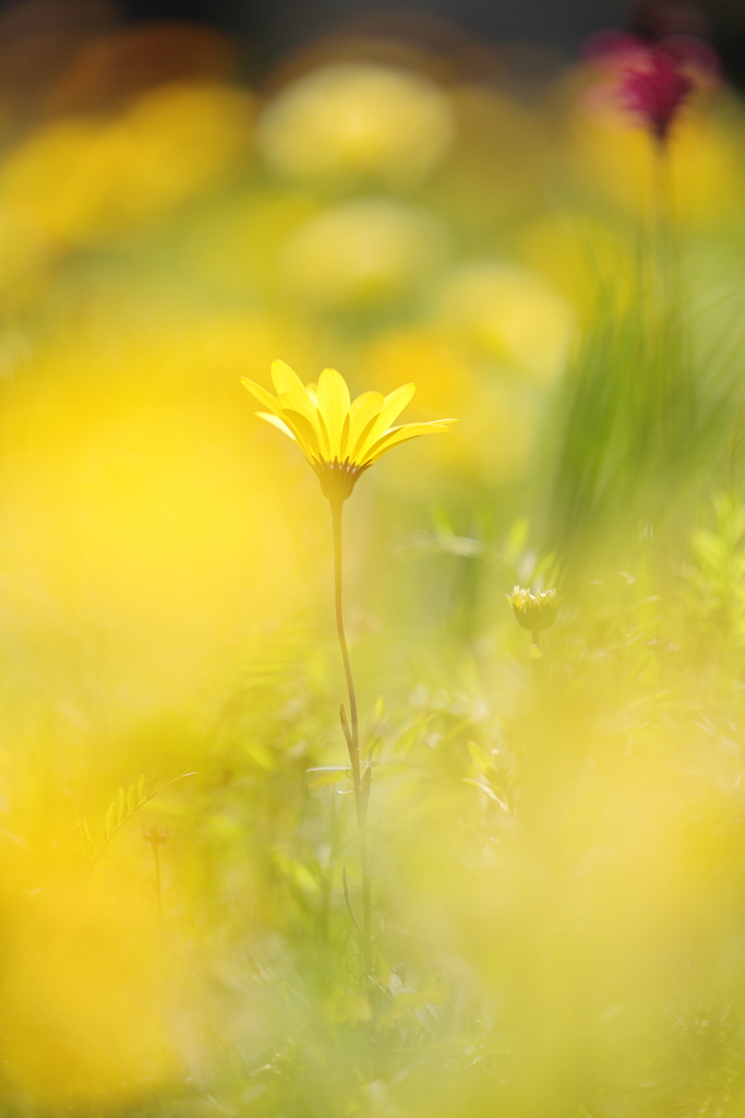 春の花