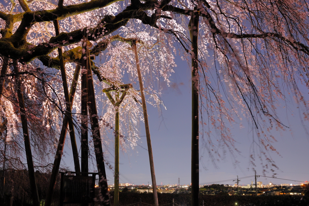 枝垂れ桜