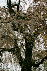 原間のイトザクラ