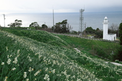 越前水仙（雪中花）の里