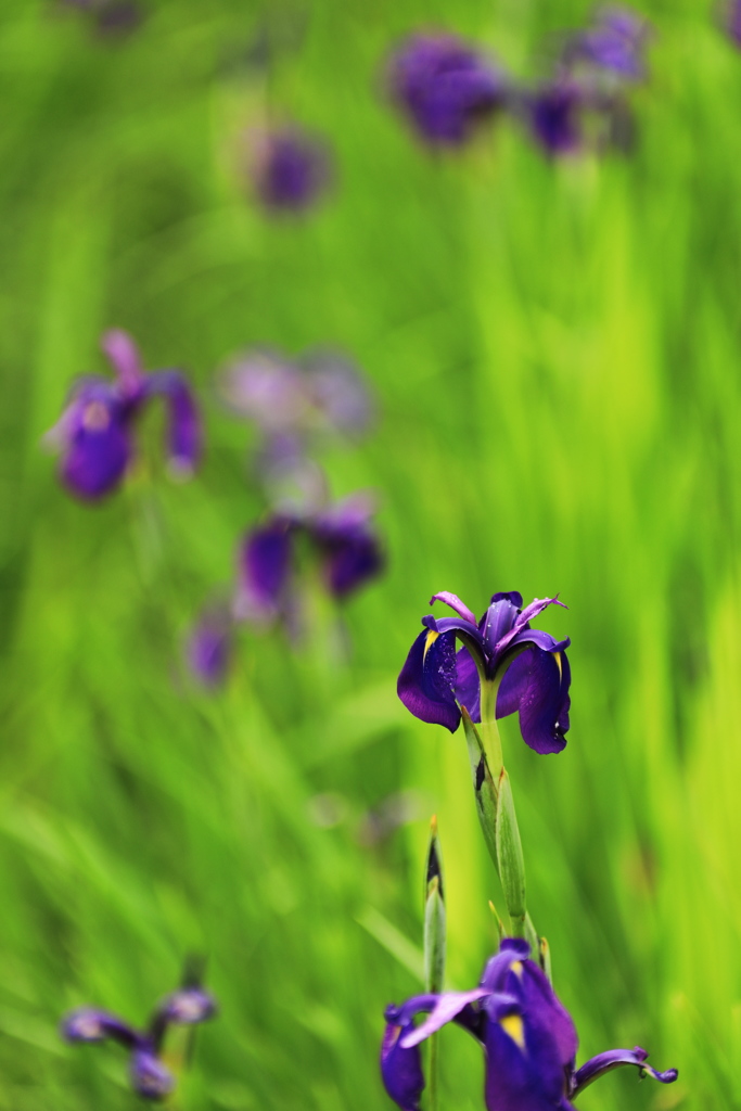 花かつみ
