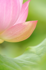 蓮池