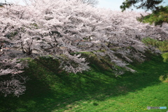 名古屋城お堀土手