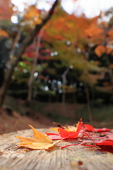 落ち葉