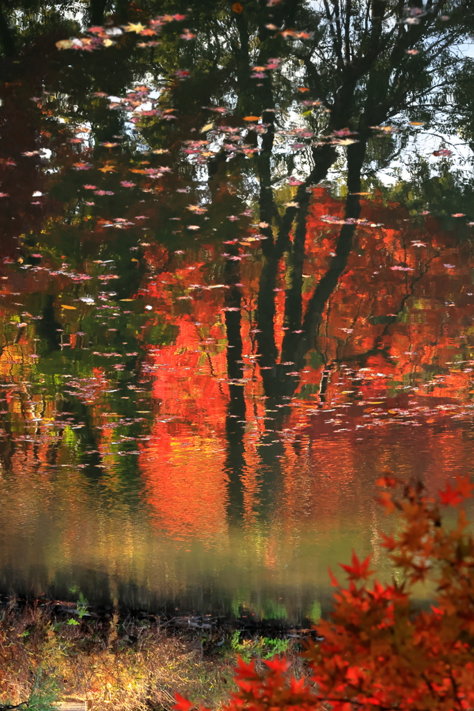 幻想の紅葉