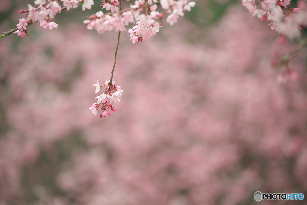 枝垂れ桜