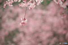 枝垂れ桜