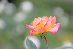 一輪のカガヤキ