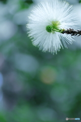 何という花かな？