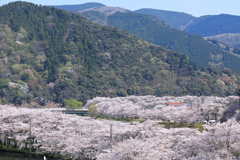 春、、、サクラ