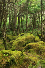 苔むす森（白駒の池）