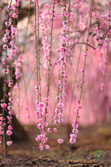 鈴鹿の森