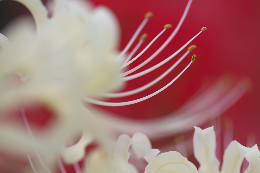 白彼岸花