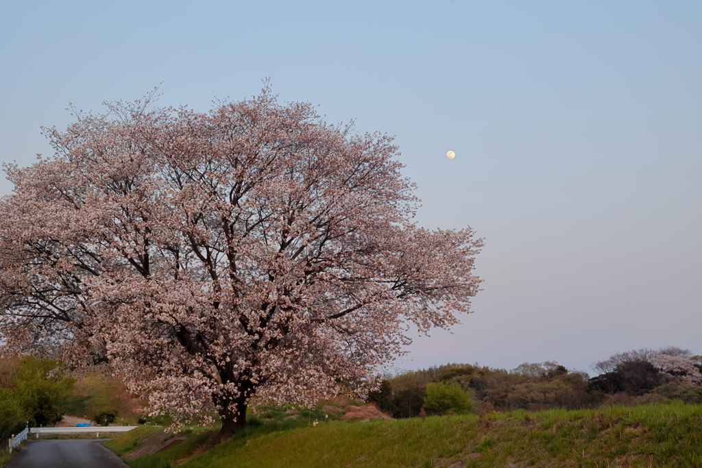 夕日浴びて