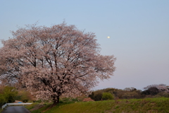 夕日浴びて