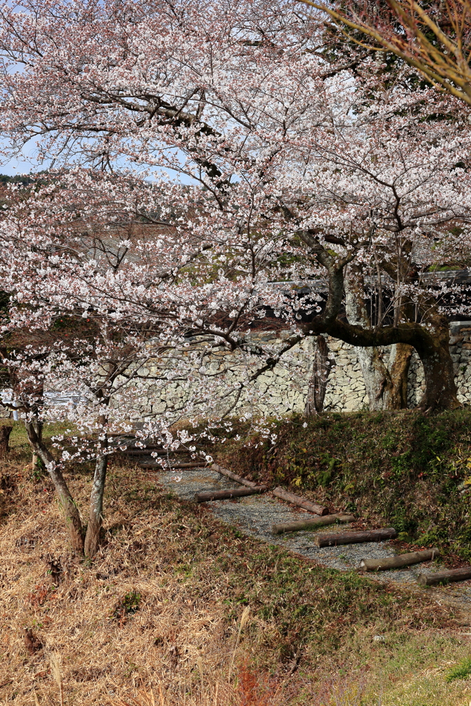 坂の桜