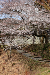 坂の桜