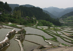 棚田の田植え後