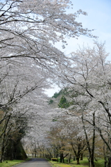 桜トンネル
