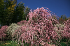 天白農業試験センター