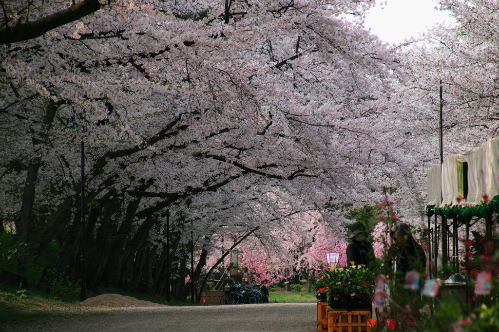 弘前城桜トンネル