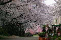 弘前城桜トンネル