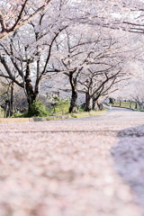 桜道