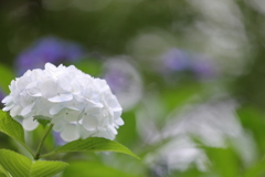 白紫陽花