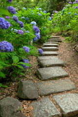 紫陽花の小径