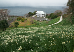 越前水仙（雪中花）の里